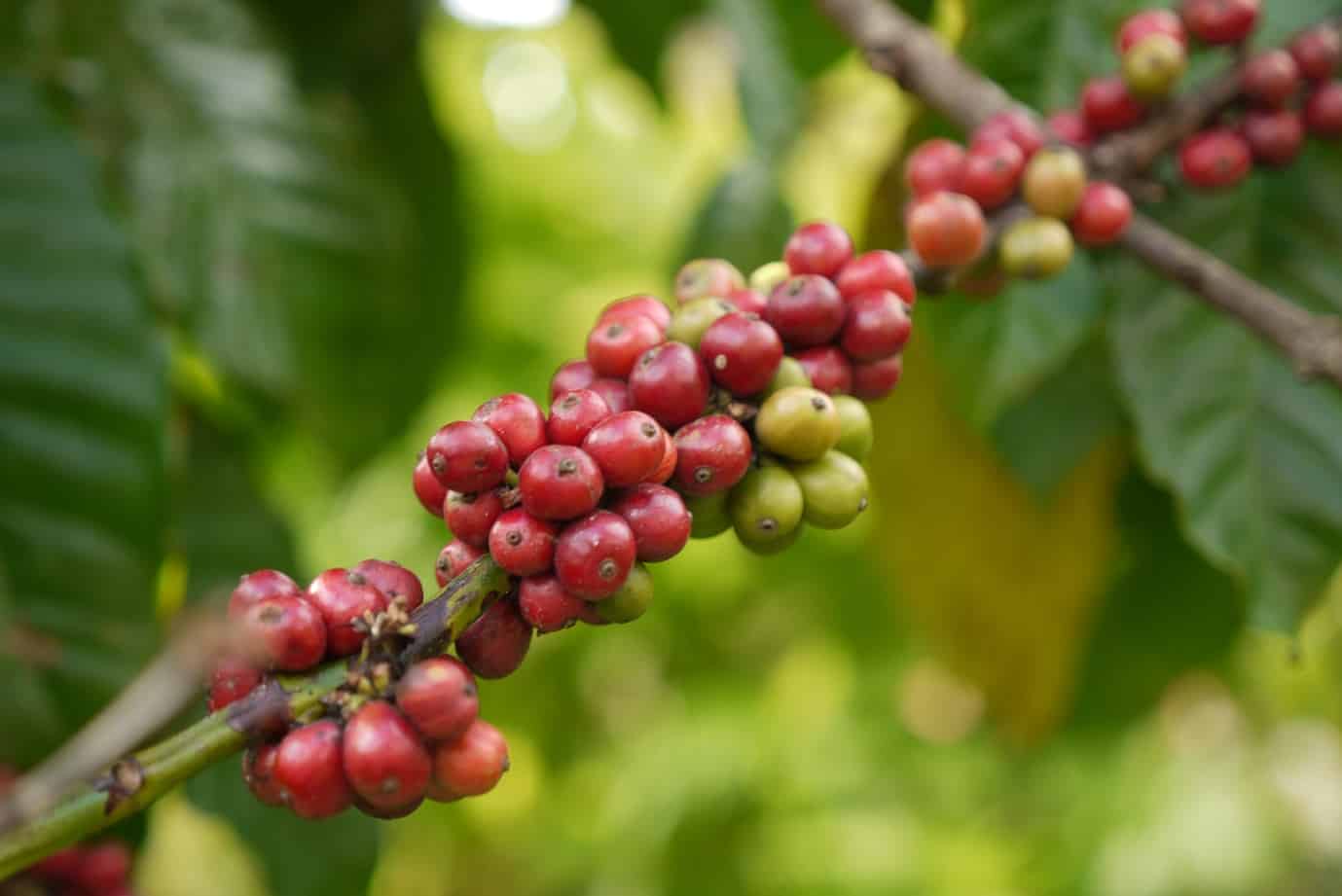 The-coffee-plantation-can-be-found-in-the-area-close-to-Kaziranga-in-the-Karbi-Anglong-region