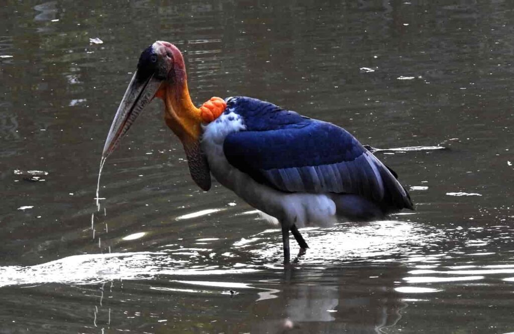 These-water-lagoons-are-the-lifeline-of-birds-residing-Kaziranga-national-park