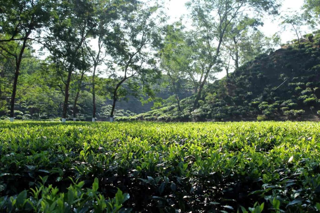 Visit-Tea-estates-Kaziranga