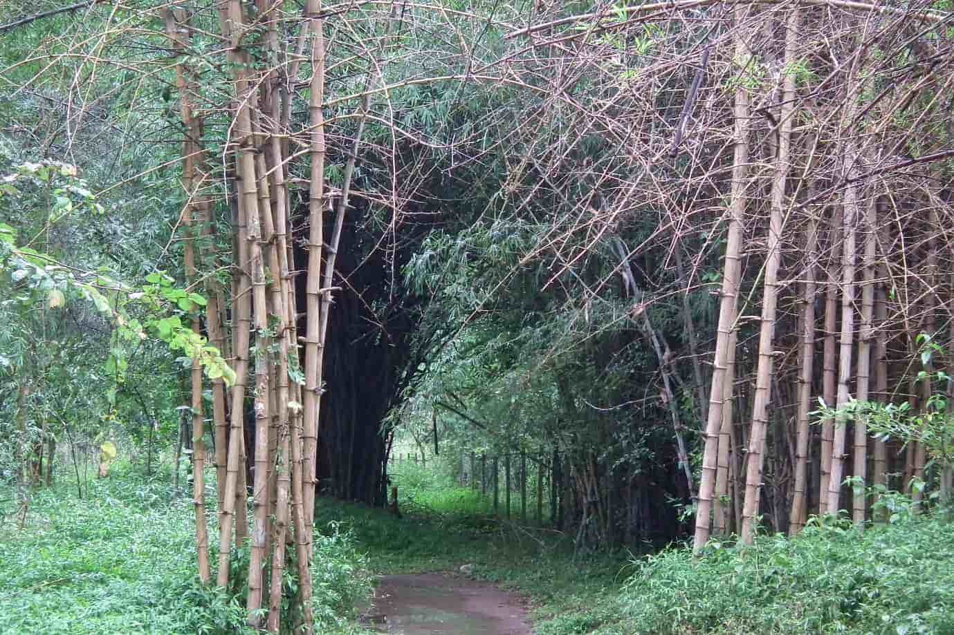 Bamboo groves in Nisargadhama Coorg