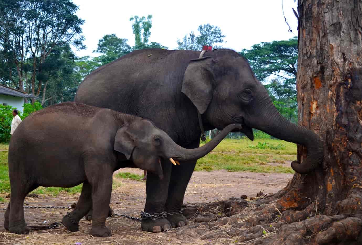 Dubare-forest-has-a-forest-camp-on-the-banks-of-river-Kaveri-and-is-known-for-its-Asiatic-Elephants