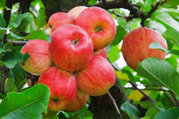 We-are-all-fond-of-apples-from-Himachal-Pradesh.-But-who-brought-apple-farming-to-Himachal