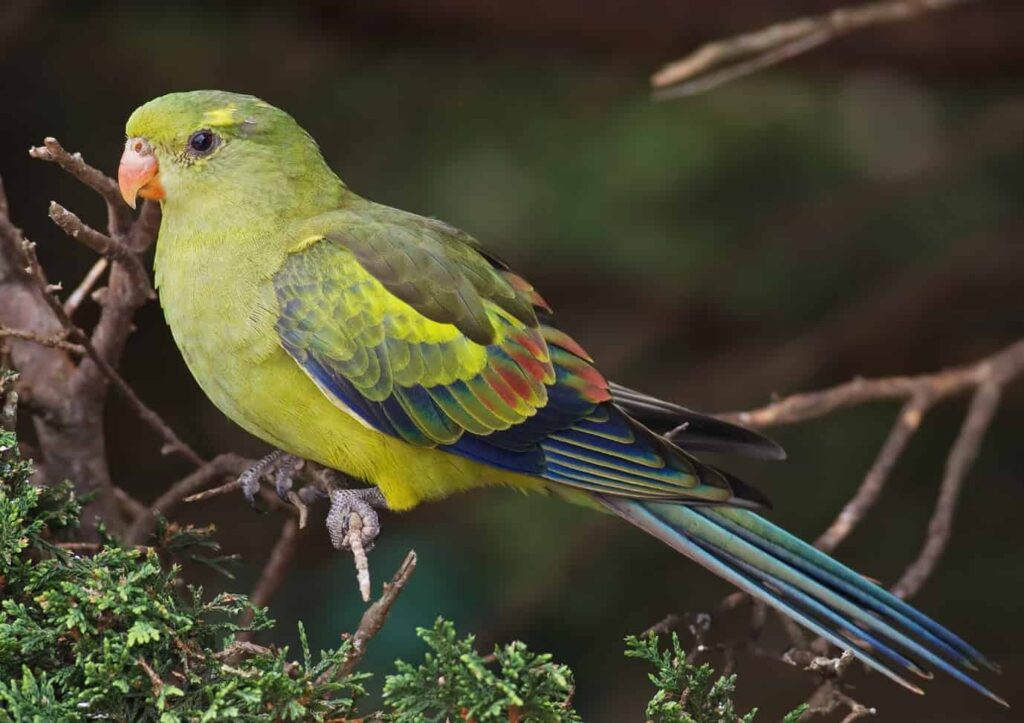 Admire-Birds-in-Sona-Nadi-Sanctuary-of-Corbett-National-Park