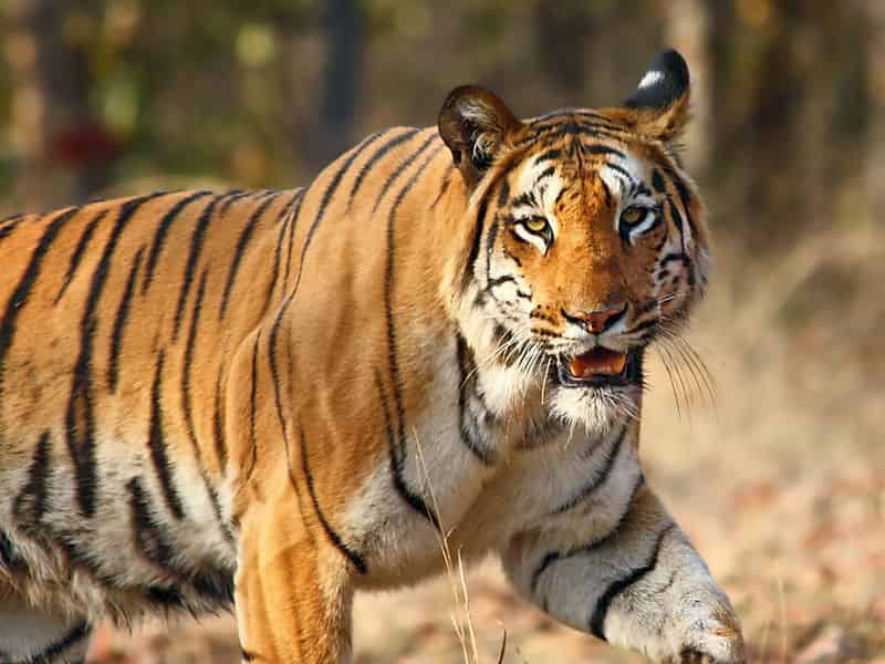 Kalagarh-Tiger-Reserve-forms-the-northern-end-of-the-Jim-Corbett-National-Park-Lansdowne