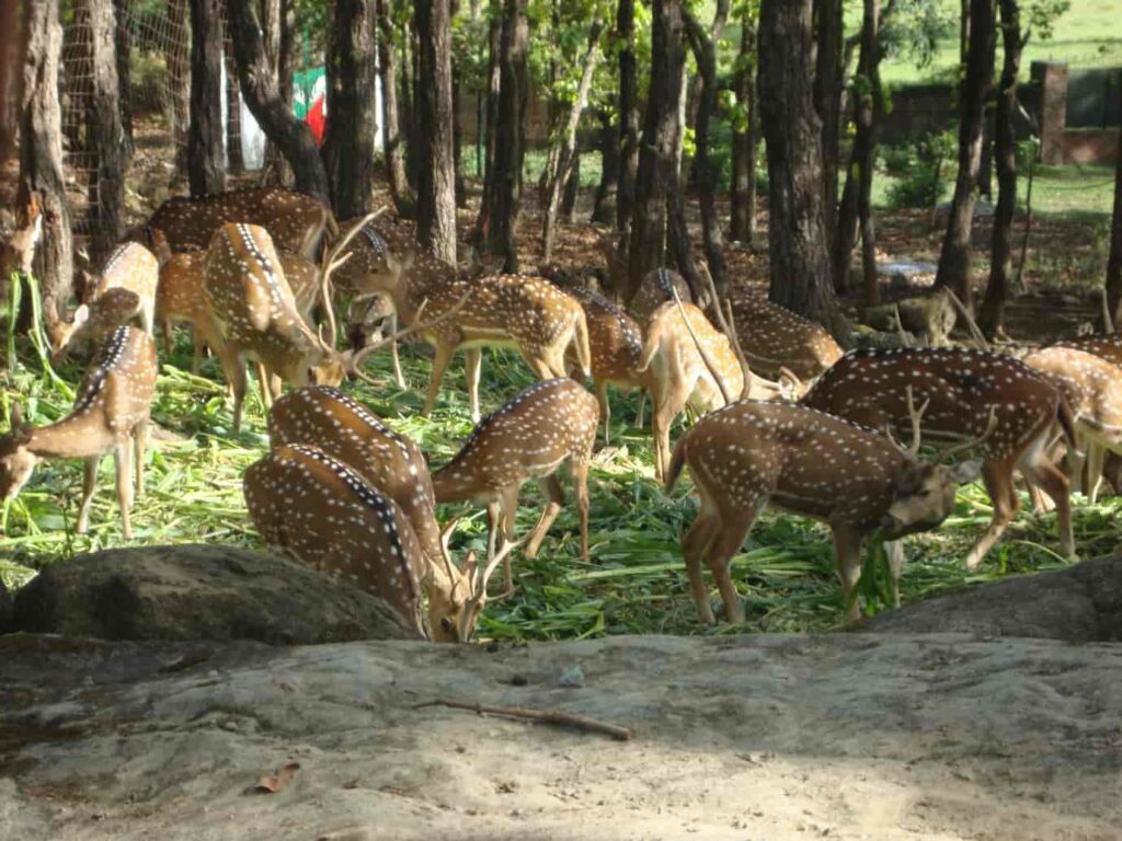 Malsi-Deer-Park-is-a-zoological-garden-at-the-base-of-Shivalik-Range-is-one-of-the-best-places-to-visit-in-Dehradun 