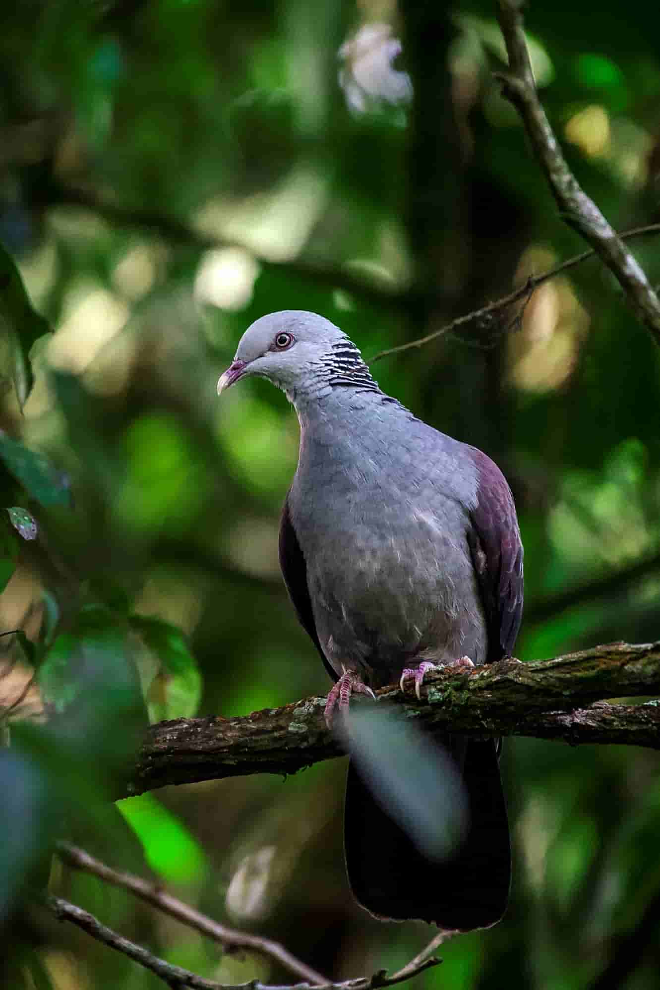 The-Pampadam-National-Park-has-many-species-of-rare-birds-fauna-and-flora.-It-is-one-of-the-Idukki-unexplored-places
