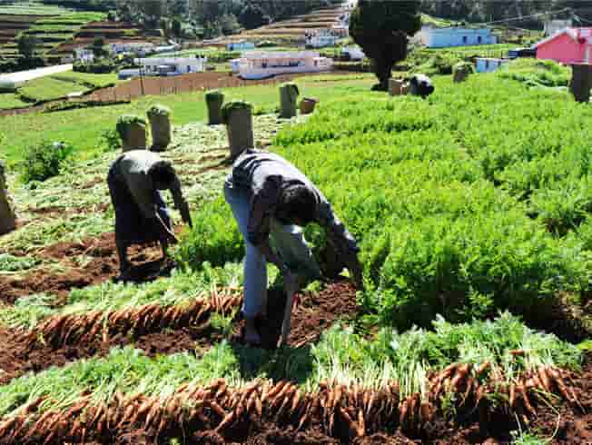 Vattavada-is-a-beautiful-village-near-the-Idukki-town-and-is-known-for-its-agricultural-prowess