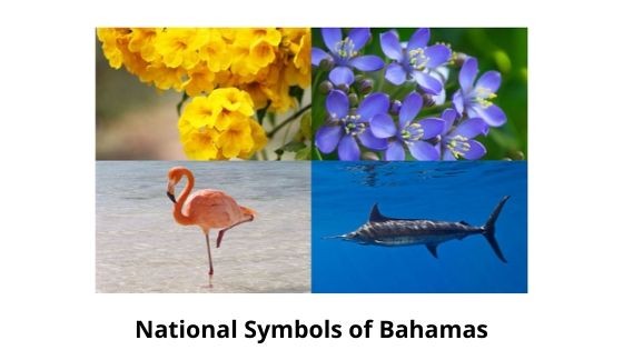 national symbols of bahamas
