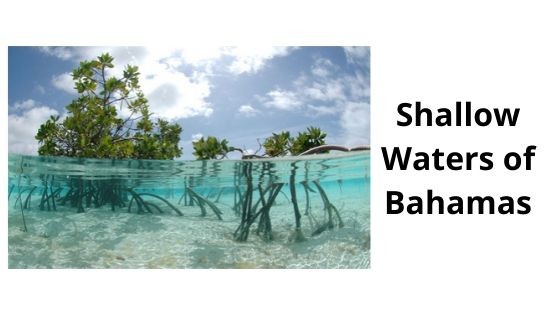 shallow waters of bahamas