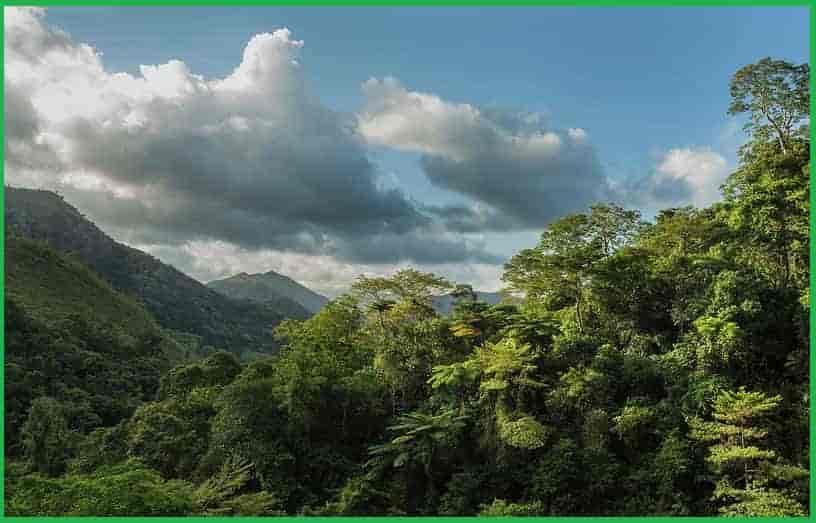 Montane Temperate Forests india