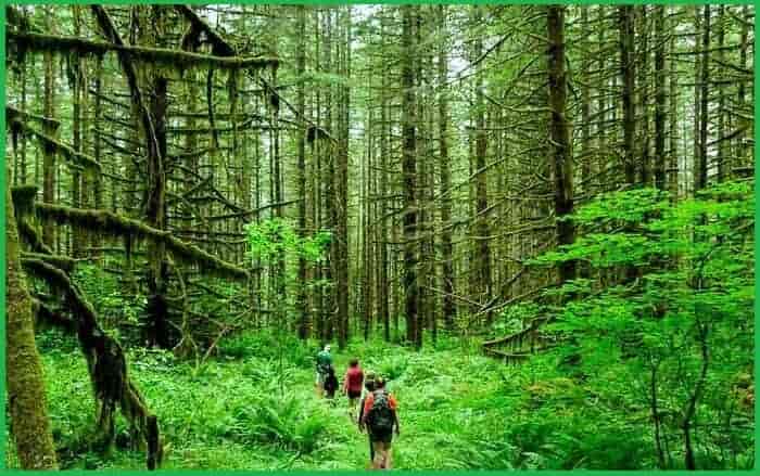 famous and essential names of Forests in India