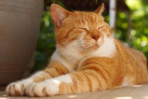A Short Guide to Various Cat Breeds